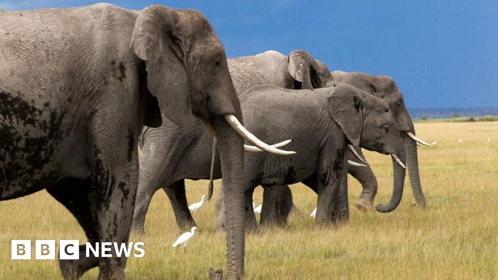 US Tourist Killed in Zambian Elephant Attack