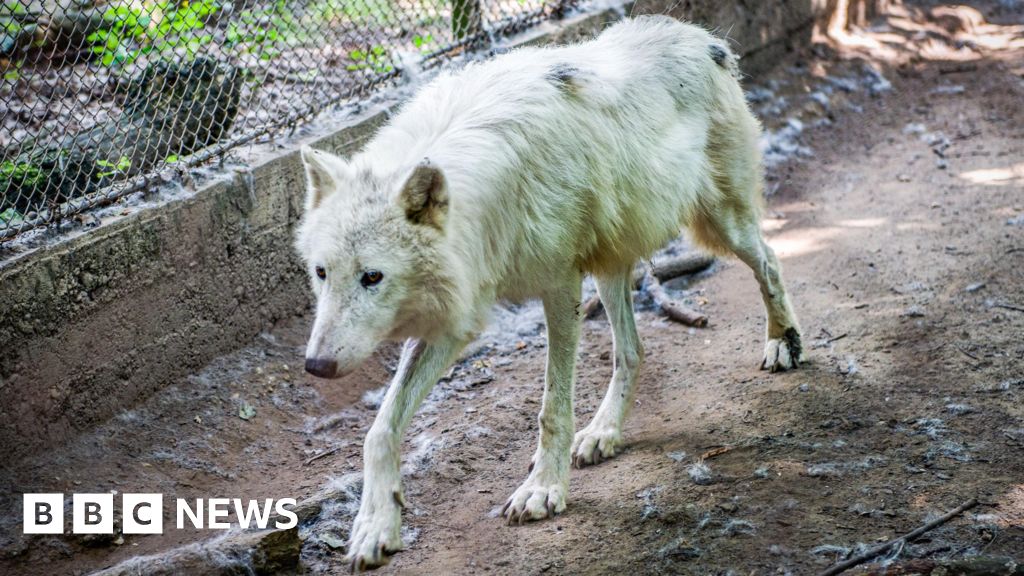 Wolf Attack on Jogger in Thoiry Park, France